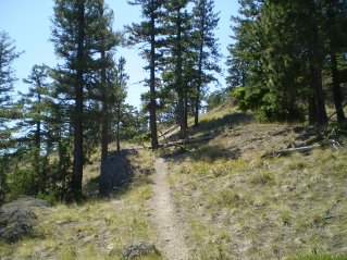Trail turns and heads south, Pincushion Mtn 2011-08.